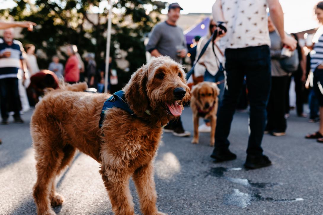 Image of a dog with tongue out